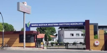 Manisa'da Çilek Aromalı Bronx Seedless Üzüm Hasadı Yapıldı