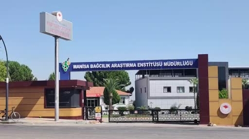 Manisa'da Çilek Aromalı Bronx Seedless Üzüm Hasadı Yapıldı