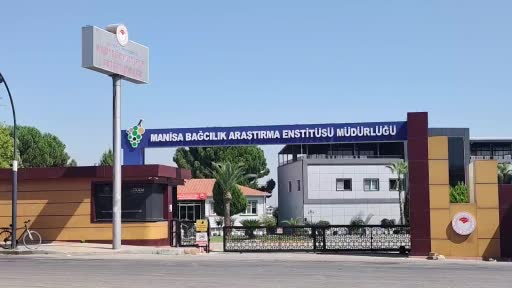 Manisa'da Çilek Aromalı Bronx Seedless Üzüm Hasadı Yapıldı