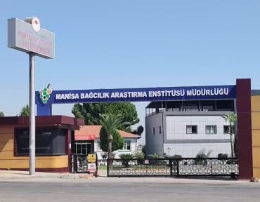 Manisa'da Çilek Tadında Bronx Seedless Üzümü Hasat Edildi