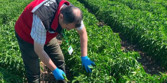 Manisa'da organik ürünler için pestisit analizleri başladı