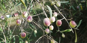 Manisa'da zeytin ve meyve bahçeleri zararlılara karşı denetleniyor