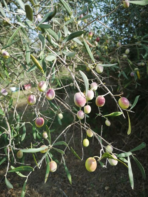 Manisa'da zeytin ve meyve bahçeleri zararlılara karşı denetleniyor