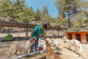 Mersin'de 3 bin 295 kedi ve köpek sahiplendirildi