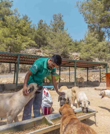 Mersin'de 3 bin 295 kedi ve köpek sahiplendirildi