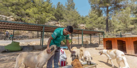 Mersin'de 3 bin 295 kedi ve köpek sahiplendirildi