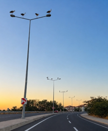 Muratlı'da Leylekler Aydınlatma Direklerini Tercih Etti