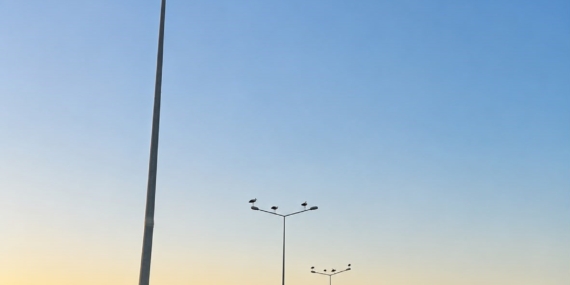 Muratlı'da Leylekler Aydınlatma Direklerini Tercih Etti