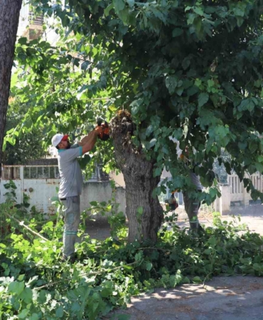 Nazilli Belediyesi sonbahar için yeşil alanları hazırlıyor