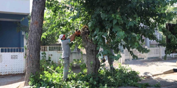 Nazilli Belediyesi sonbahar için yeşil alanları hazırlıyor