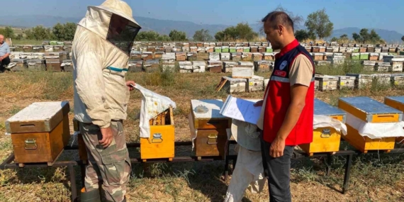 Nazilli'de arılı kovan tespit çalışmaları devam ediyor