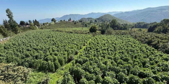 Nebiyan fasulyesi hasadı için geri sayım başladı