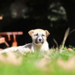 Nevşehir'de narkotik köpeği Zırh, uyuşturucu operasyonuna katıldı
