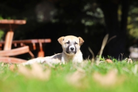 Nevşehir'de narkotik köpeği Zırh, uyuşturucu operasyonuna katıldı