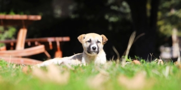 Nevşehir'de narkotik köpeği Zırh, uyuşturucu operasyonuna katıldı