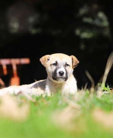 Nevşehir'de narkotik köpeği Zırh, uyuşturucu operasyonuna katıldı