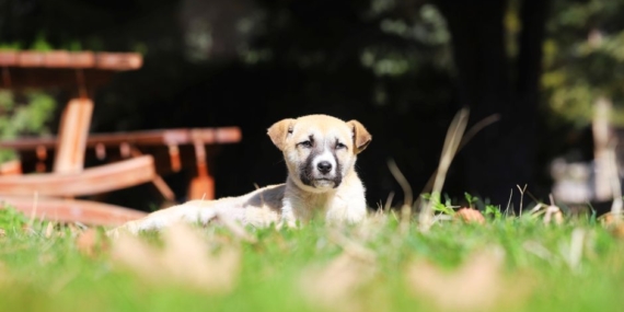 Nevşehir'de narkotik köpeği Zırh, uyuşturucu operasyonuna katıldı
