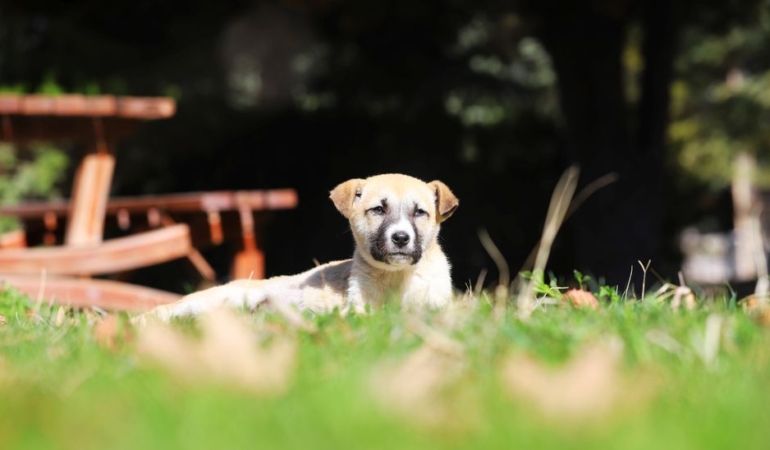 Nevşehir'de narkotik köpeği Zırh, uyuşturucu operasyonuna katıldı