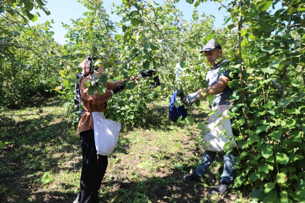 Ordu'da Fındık Hasadı İçin İşçi Bulma Projesi Devam Ediyor