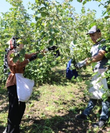 Ordu'da Fındık Hasadı İçin İşçi Bulma Projesi Devam Ediyor