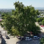 Osmaniye'deki 260 Yıllık Çınar, Yaz Sıcaklarında Doğal Klima Sağlıyor
