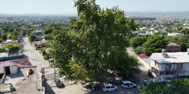 Osmaniye'deki 260 Yıllık Çınar, Yaz Sıcaklarında Doğal Klima Sağlıyor