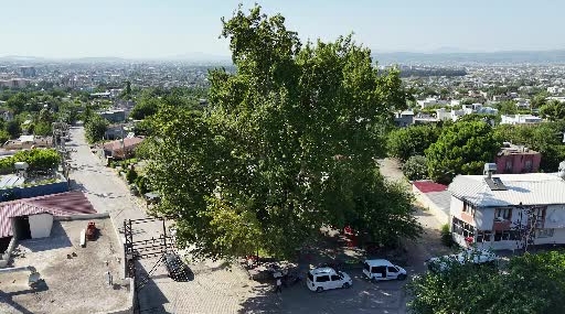 Osmaniye'deki 260 Yıllık Çınar, Yaz Sıcaklarında Doğal Klima Sağlıyor