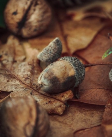 Palamut sezonu için umutlar artıyor