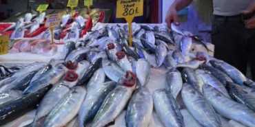 Samsun'da palamut bolluğu, fiyatlar düşecek