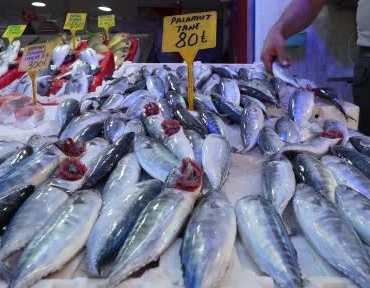Samsun'da palamut bolluğu, fiyatlar düşecek