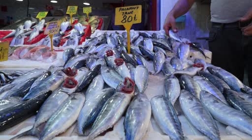 Samsun'da palamut bolluğu, fiyatlar düşecek