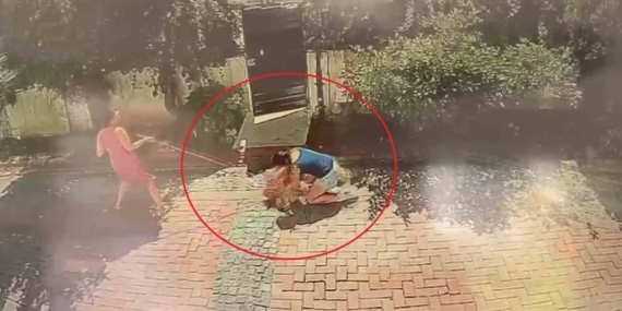 Samsun'da pitbull, küçük kızı yere savurdu ve poodle'ı yaraladı