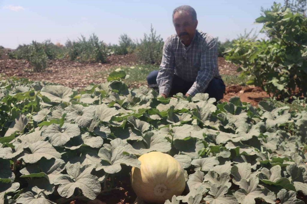 Şanlıurfa'da Yöresel Meyve ve Sebzeler Hasat Edilmeye Başlandı