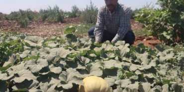Şanlıurfa'da Yöresel Meyve ve Sebzeler Hasat Edilmeye Başlandı