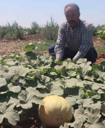 Şanlıurfa'da Yöresel Meyve ve Sebzeler Hasat Edilmeye Başlandı