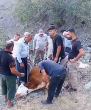 Siirt'te mahsur kalan büyükbaş hayvan telef oldu