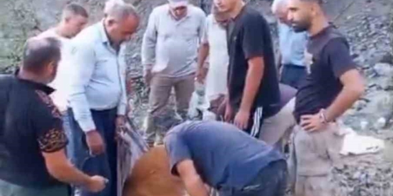 Siirt'te mahsur kalan büyükbaş hayvan telef oldu