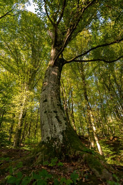 Sinop'ta Kayın Ormanları İçin Doğal Gençleştirme Çalışmaları Başladı