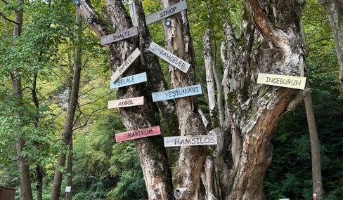 Sinop'ta minik judoculara orman sevgisi aşılandı
