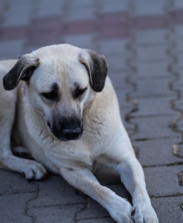 Sivas'ta Kangal Köpekleri Sıcak Hava Nedeniyle Zor Günler Geçiriyor