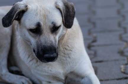 Sivas'ta Kangal Köpekleri Sıcak Hava Nedeniyle Zor Günler Geçiriyor