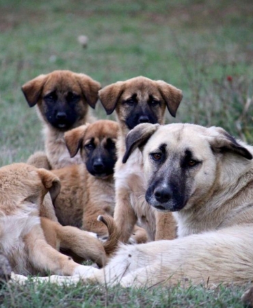 Sivas'ta Kangal köpeği suni tohumlama ile 11 yavru doğurdu