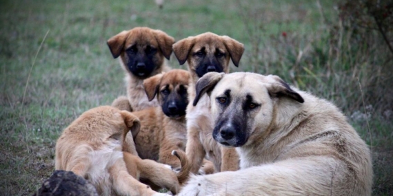 Sivas'ta Kangal köpeği suni tohumlama ile 11 yavru doğurdu