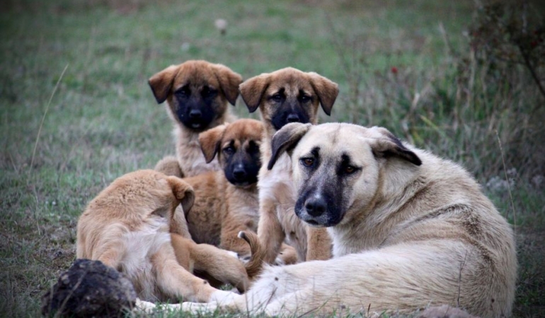 Sivas'ta Kangal köpeği suni tohumlama ile 11 yavru doğurdu