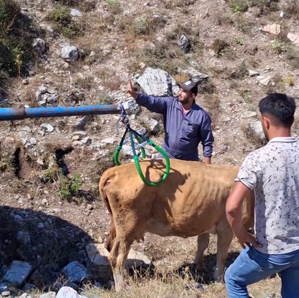 Sivas'ta çukura düşen hamile inek kurtarıldı