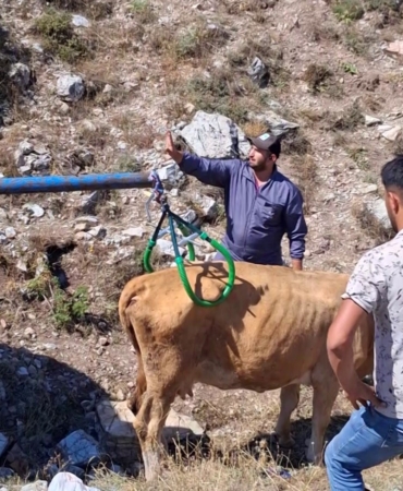 Sivas'ta çukura düşen hamile inek kurtarıldı