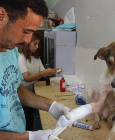 Sivas'ta köpek saldırısı, esnaf tedavi için veterinere götürdü