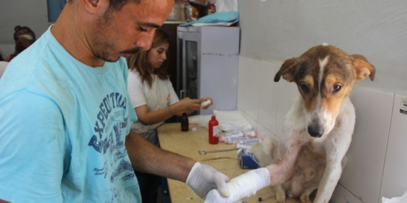 Sivas'ta köpek saldırısı, esnaf tedavi için veterinere götürdü