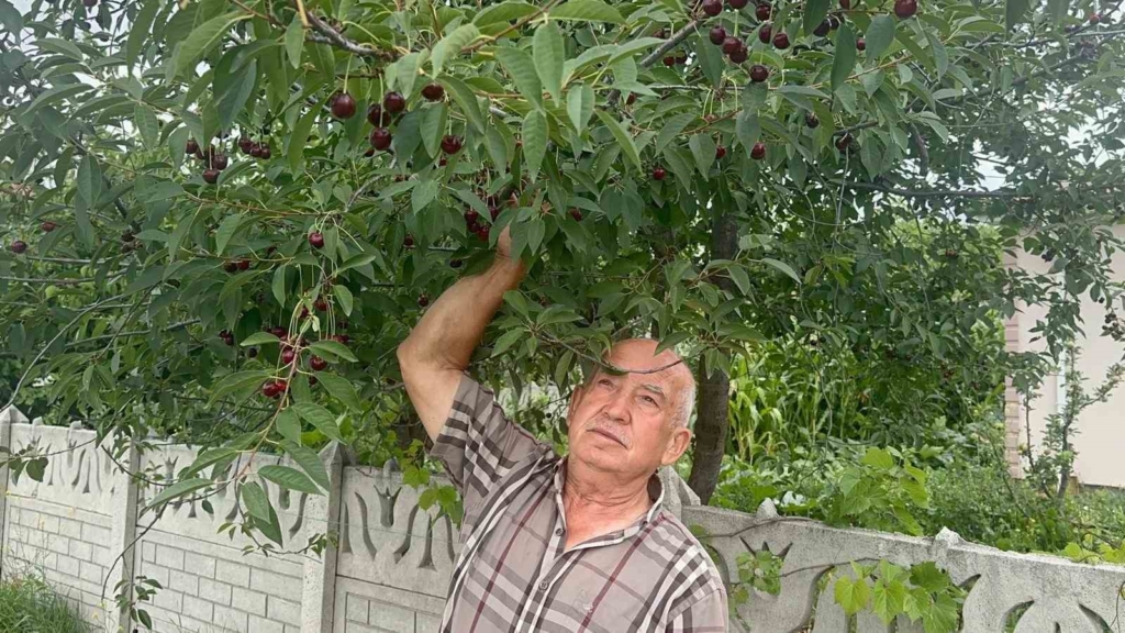 Sultandağı vişnesi yüksek talep ve az stokla değer kazandı