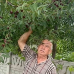 Sultandağı vişnesi yüksek talep ve az stokla değer kazandı